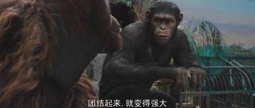 猩猿崛起在线观看,智勇逆袭,重铸家园传奇 第2张 猩猿崛起在线观看,智勇逆袭,重铸家园传奇 第2张